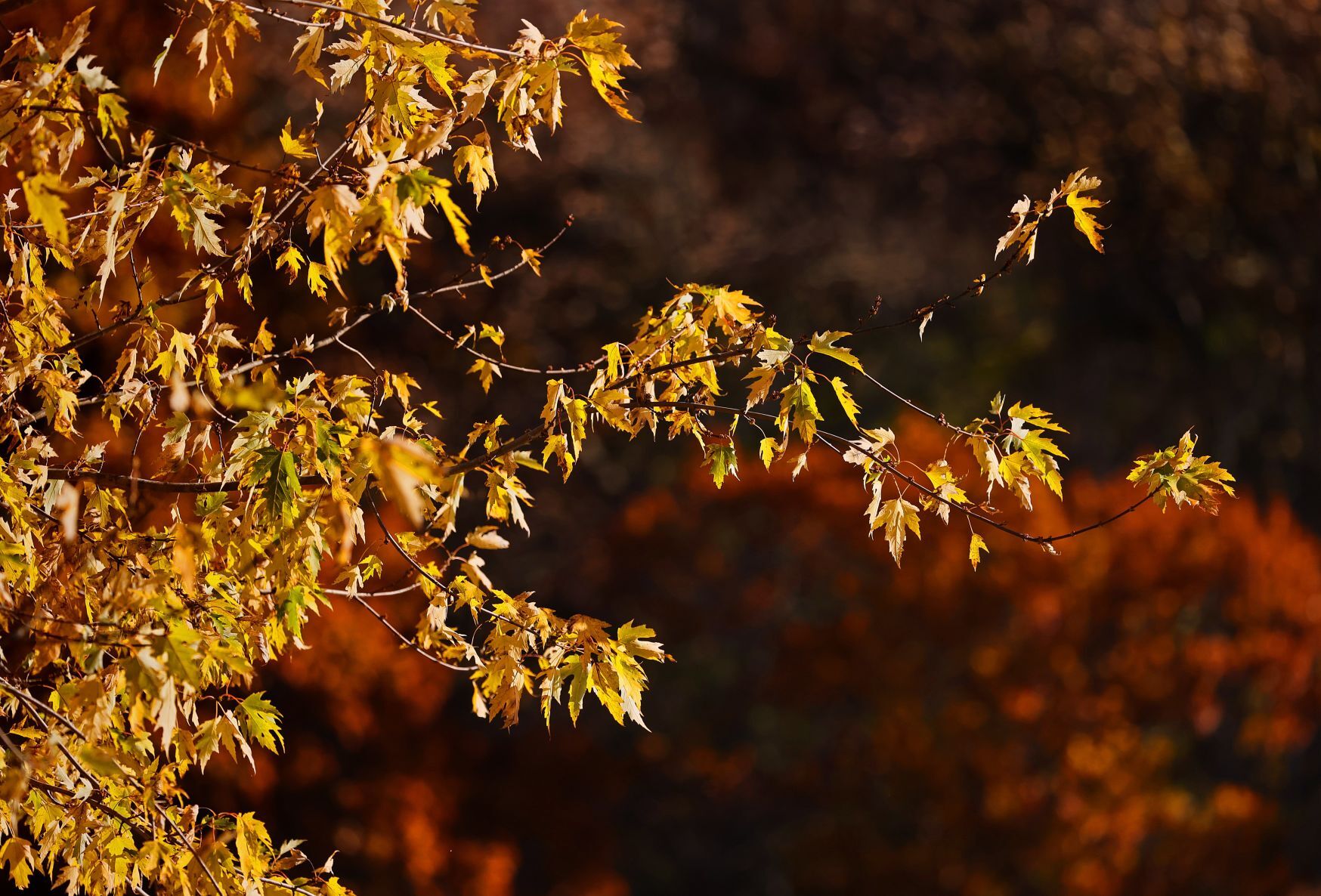 Autumn color along the Meramec